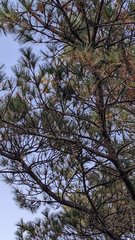 Pinus armandi mastersiana