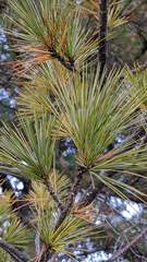 Pinus armandi mastersiana