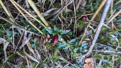 Tripterospermum microphyllum