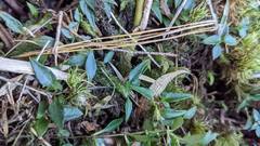 Tripterospermum microphyllum