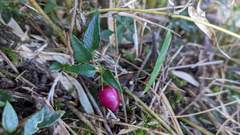 Tripterospermum microphyllum