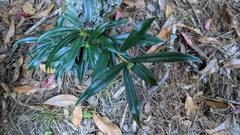 Daphne arisanensis