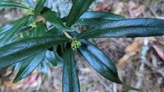 Daphne arisanensis