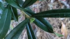 Daphne arisanensis
