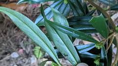 Daphne arisanensis