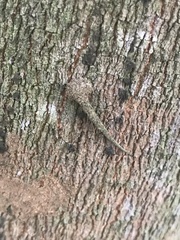 Insecta
