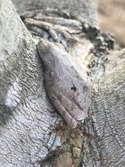 Polypedates megacephalus
