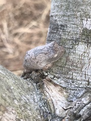 Polypedates megacephalus