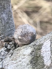 Polypedates megacephalus