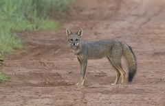 Lycalopex vetulus