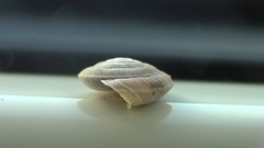 Caracollina lenticula