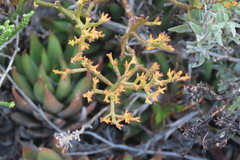 Thesium commutatum