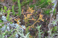 Thesium commutatum