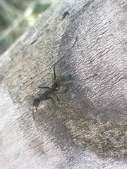 Formicidae