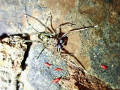 Spartaeus spinimanus