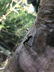Formicidae