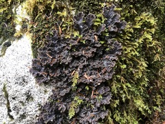 Peltigera pacifica