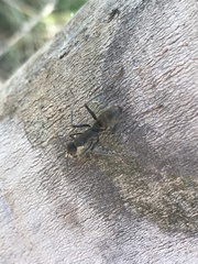 Formicidae