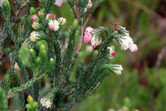 Erica pectinifolia