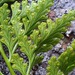 Hare's Foot Fern - Photo (c) nomennudum, some rights reserved (CC BY-NC), uploaded by nomennudum