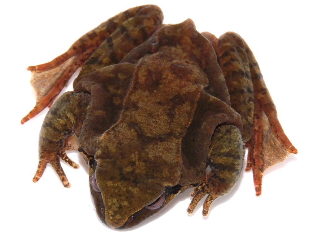 Stream Brown Frog