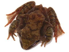 Rana sakuraii