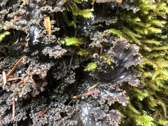 Peltigera pacifica