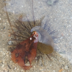 Temnopleurus toreumaticus