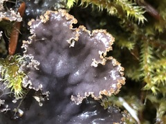 Peltigera pacifica