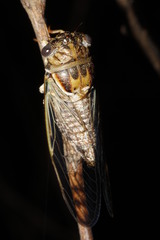 Diceroprocta
