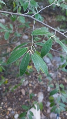 Neopringlea integrifolia