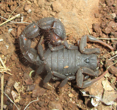 Parabuthus transvaalicus