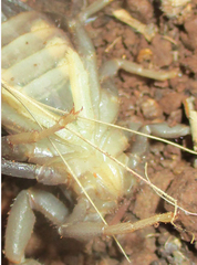 Parabuthus transvaalicus