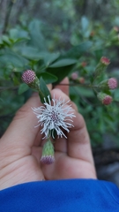 Tamaulipa azurea
