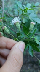 Tamaulipa azurea