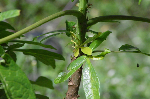Image of Theobroma speciosum by (c) Douglas, some rights reserved (CC BY)