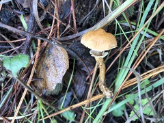 Cystoderma carcharias fallax