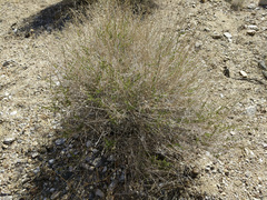 Baccharis brachyphylla
