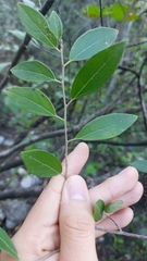 Neopringlea integrifolia