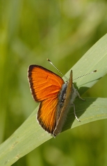 Lycaena hippothoe