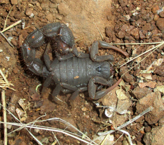 Parabuthus transvaalicus