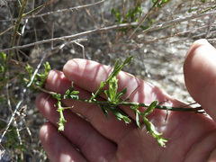 Baccharis brachyphylla