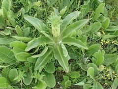 Eucomis autumnalis