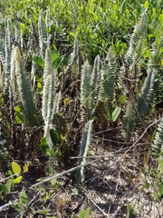 Pleopeltis lepidopteris
