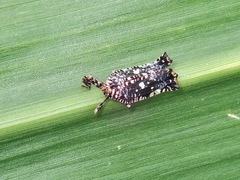 Elasmoscelis perforata