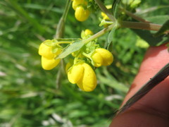Calceolaria integrifolia