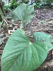 Anthurium sagittatum