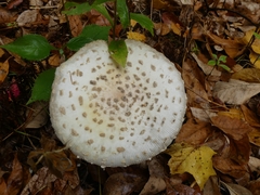 Amanita chrysoblema