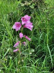 Gladiolus brachyphyllus