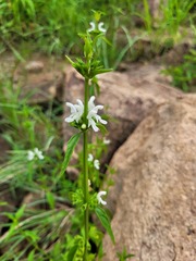 Leucas glabrata